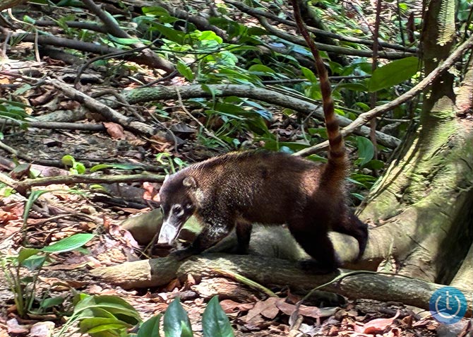 Photo of a coatimundi taken with 7.5x optical zoom on iPhonbe 16e